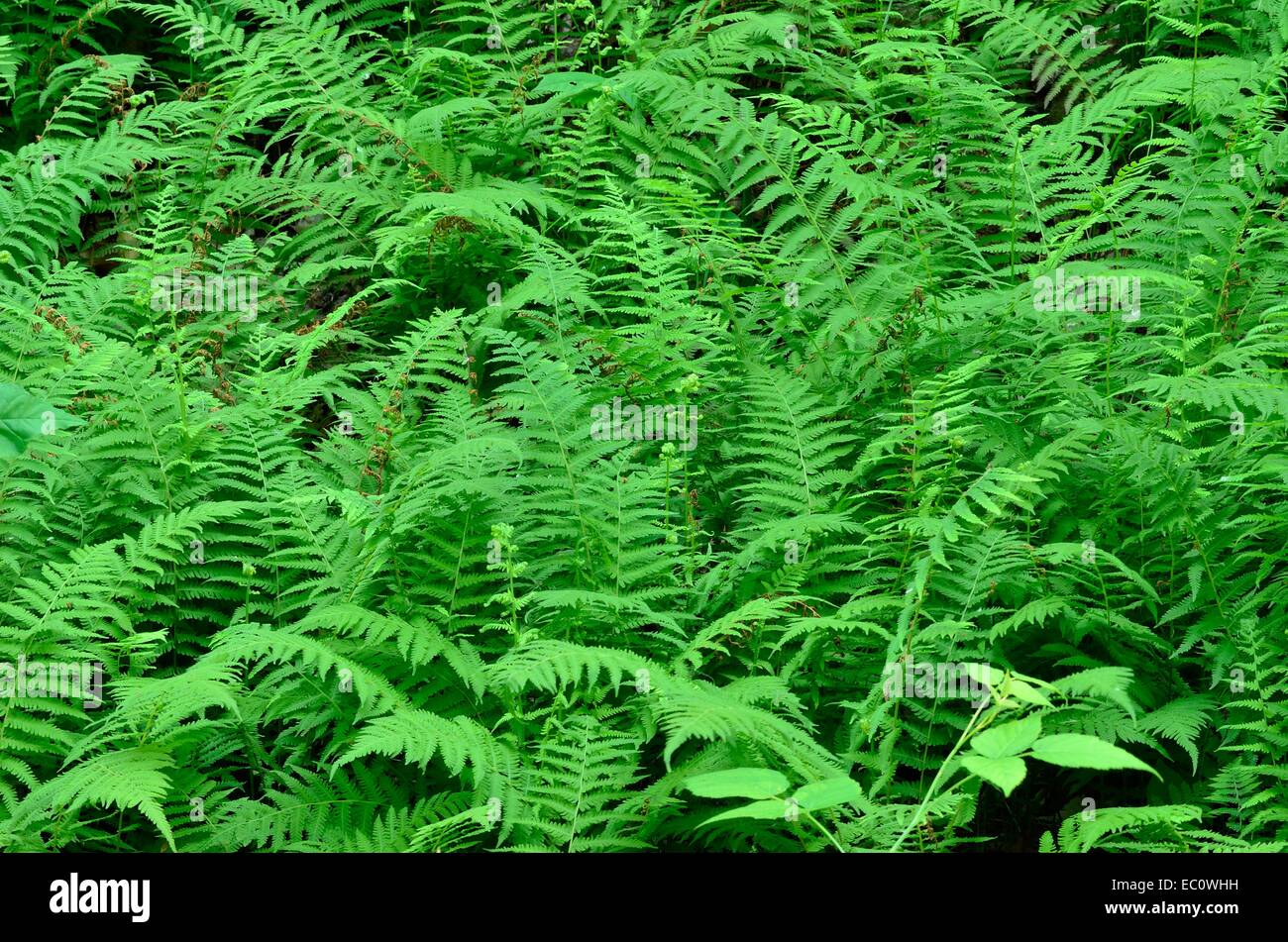 ferns that grow in the woods