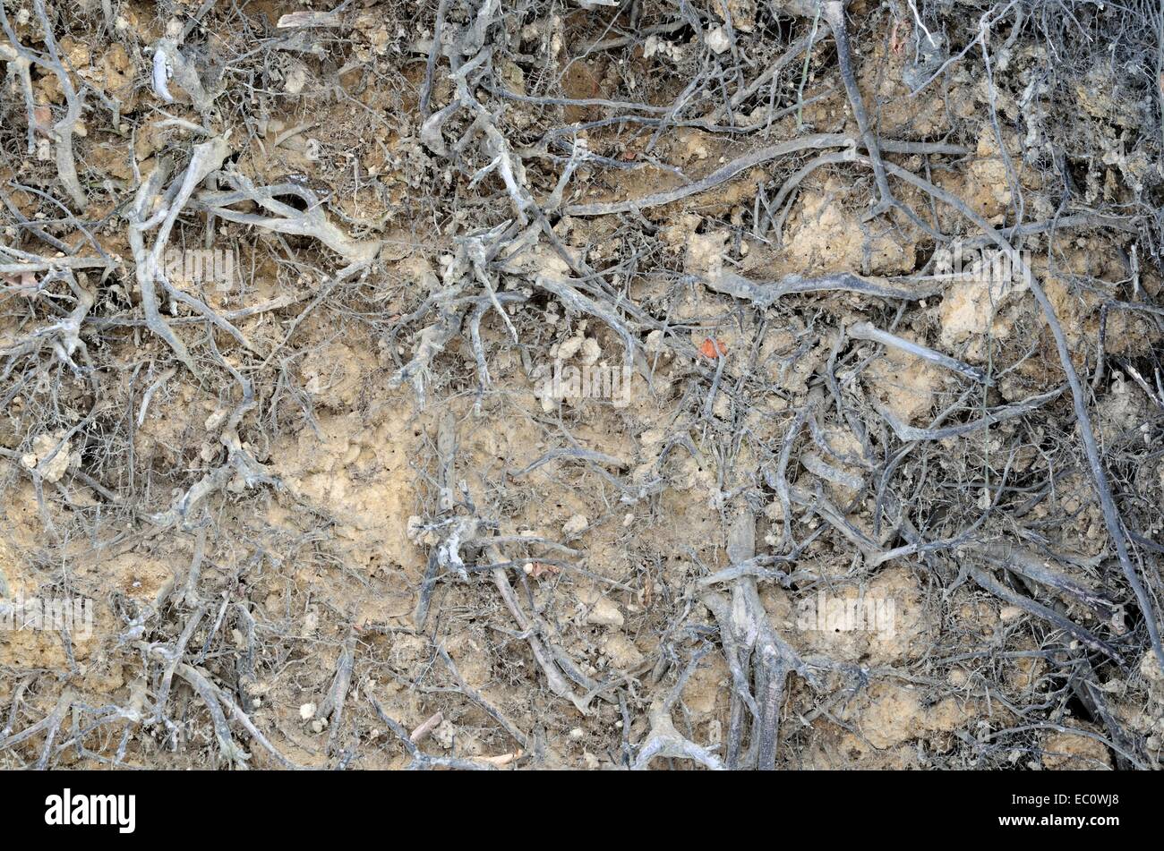 Fallen tree root background for copy space Stock Photo - Alamy