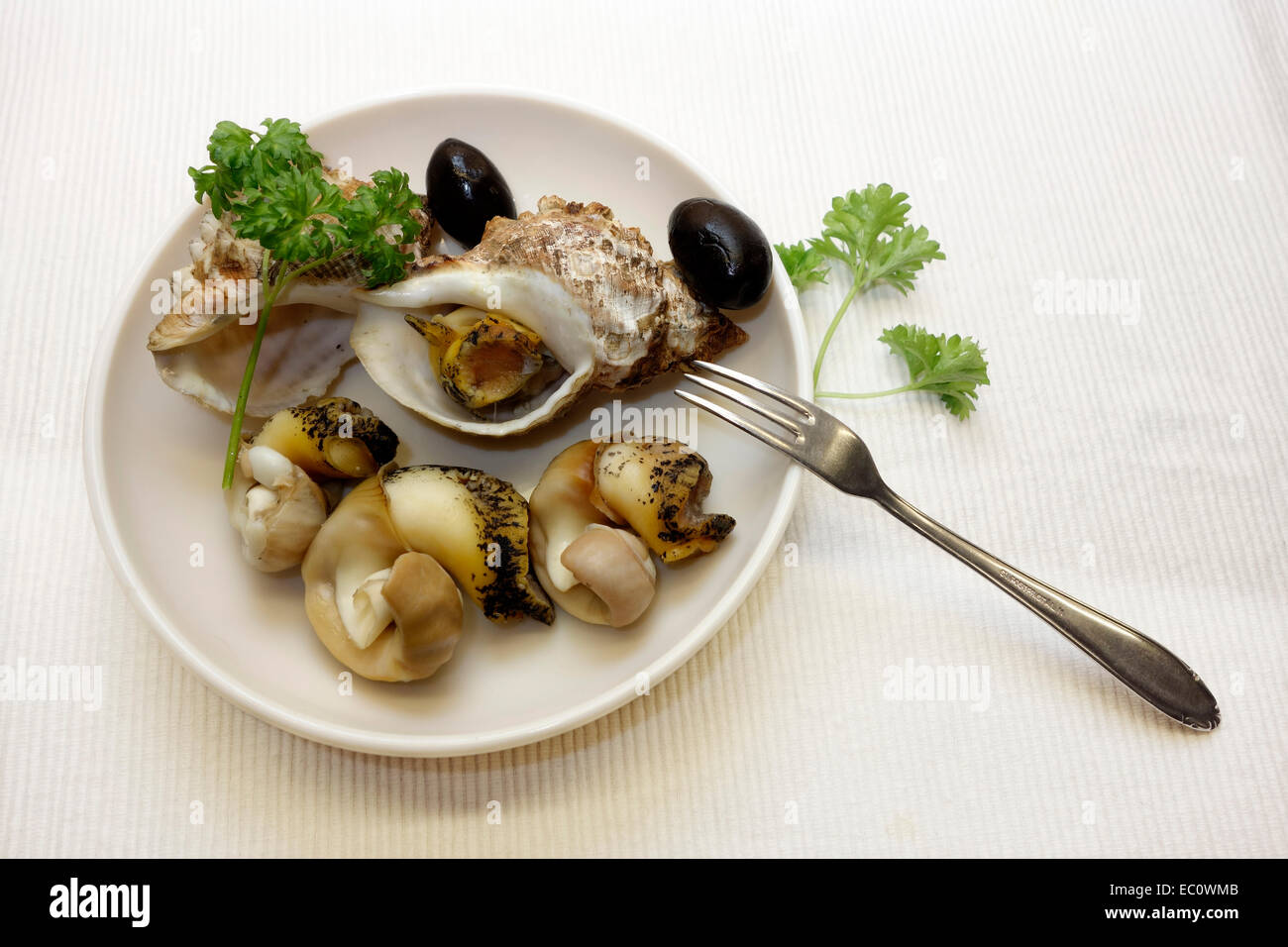 Boiled whelks for simple antipasto served on white saucer. Stock Photo