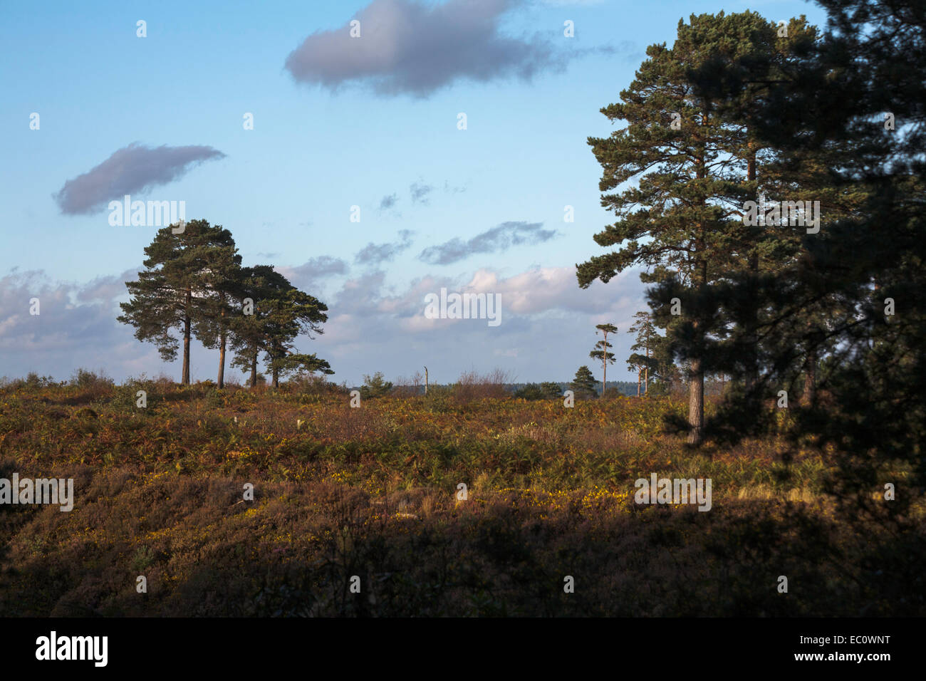 Scots Pine Wood Trees Canford Heath Poole Dorset England Stock Photo