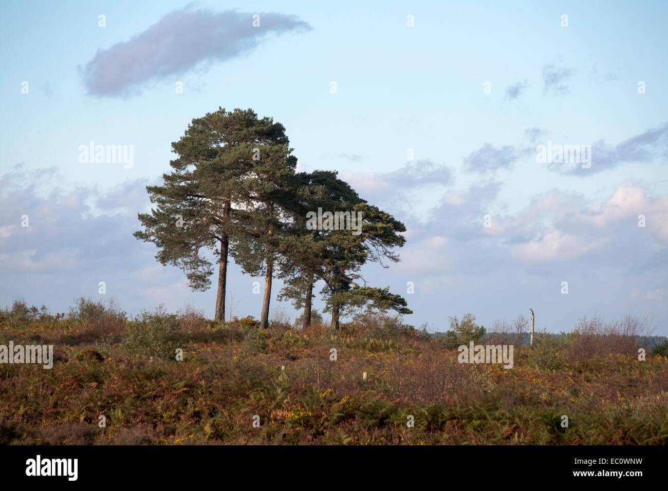 Scots Pine Wood Trees Canford Heath Poole Dorset England Stock Photo