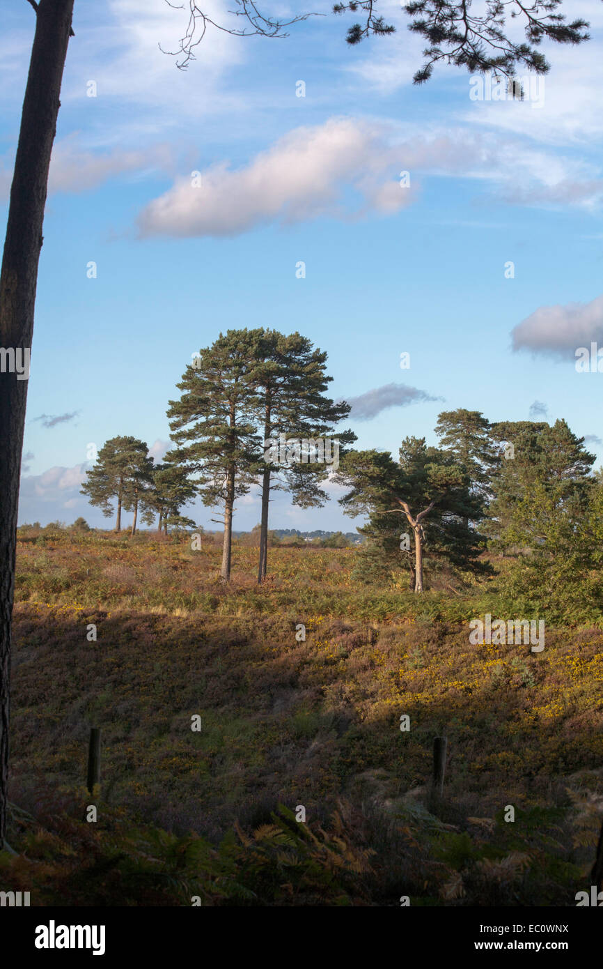 Scots Pine Wood Trees Canford Heath Poole Dorset England Stock Photo