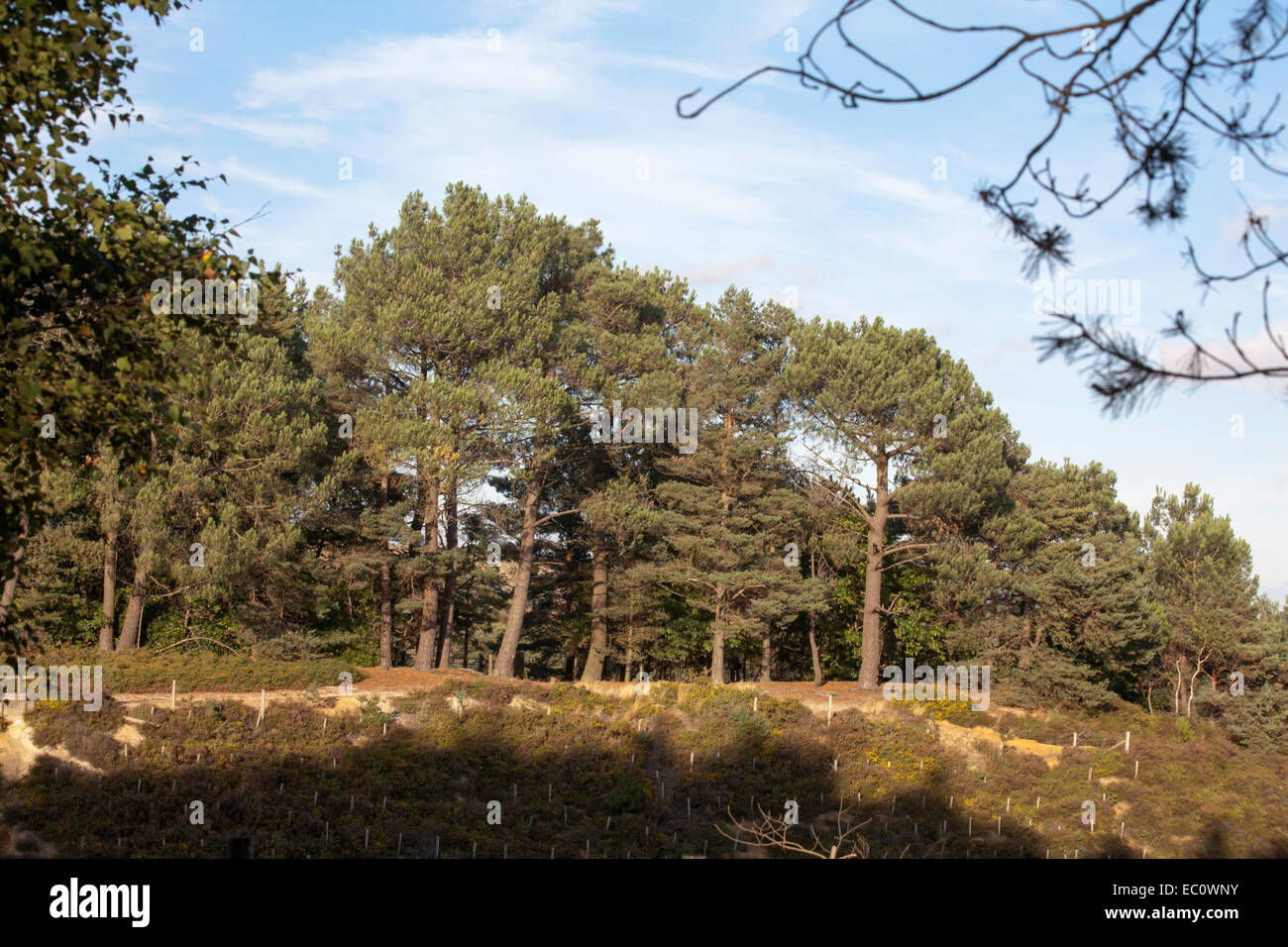 Scots Pine Wood Trees Canford Heath Poole Dorset England Stock Photo
