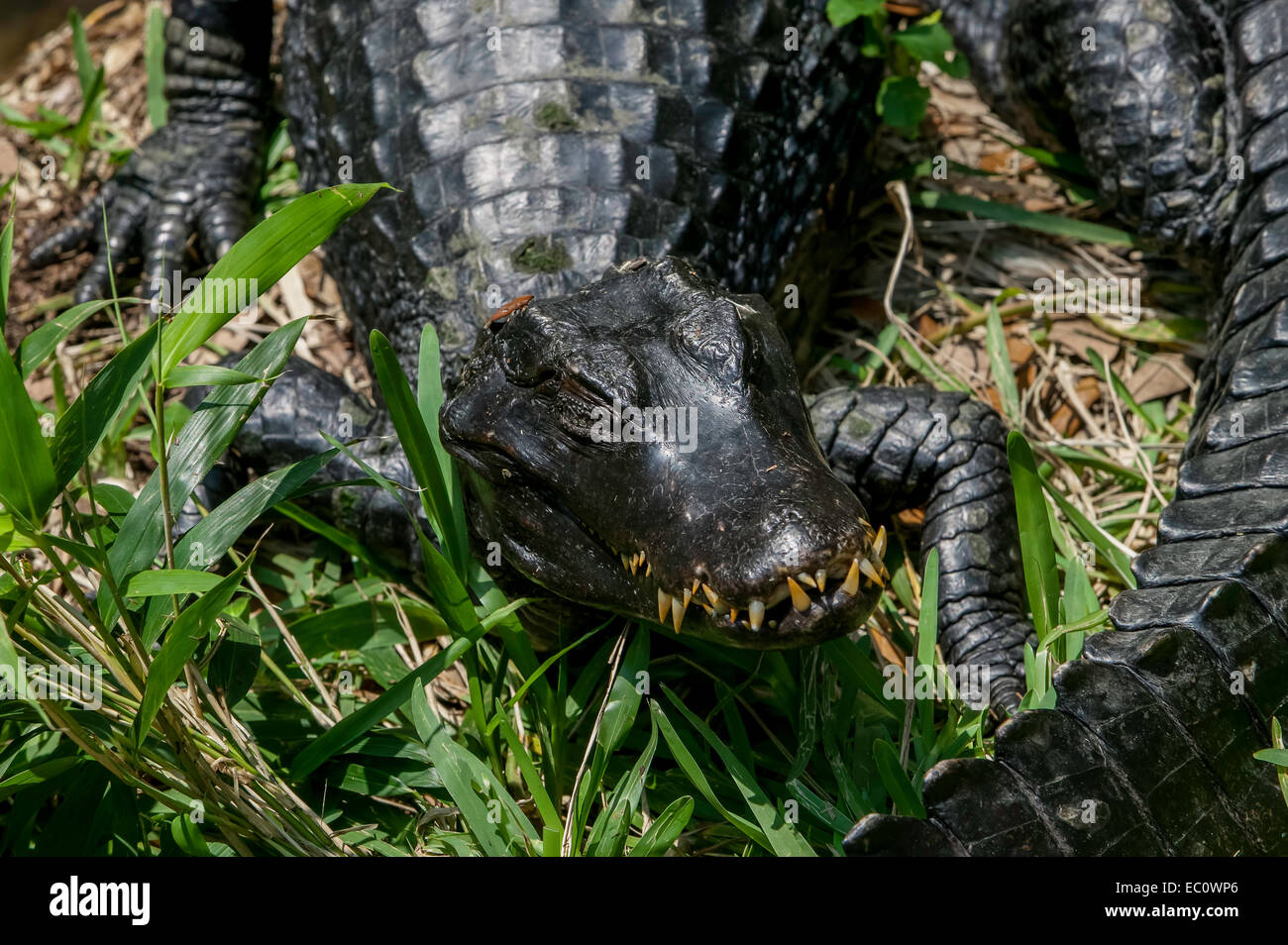 Close-up of a captive Dwarf Caiman showing many long teeth St. Augustine Alligator Farm, Florida. Stock Photo