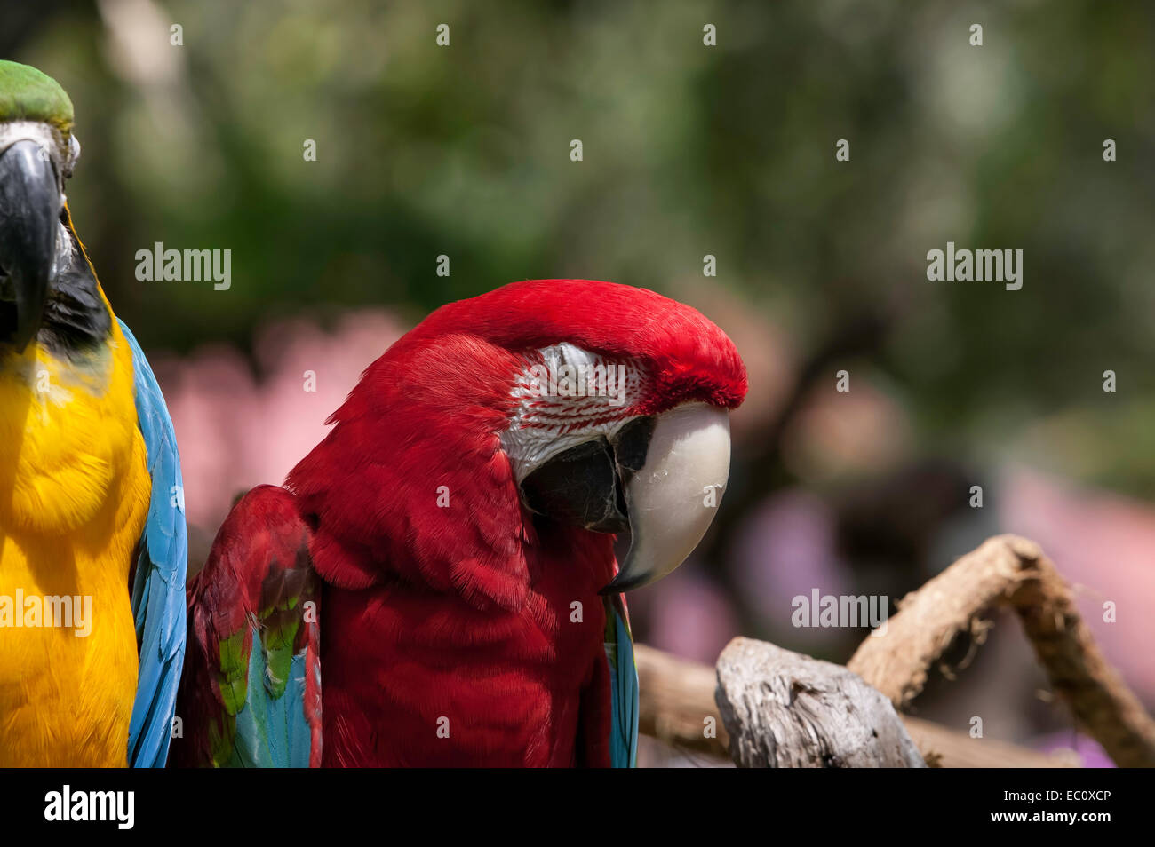 Close-up of sleeping Green Wing Macaw showing nodding head and closed eye with a Blue and Gold Macaw next to it in a Florida zoo Stock Photo