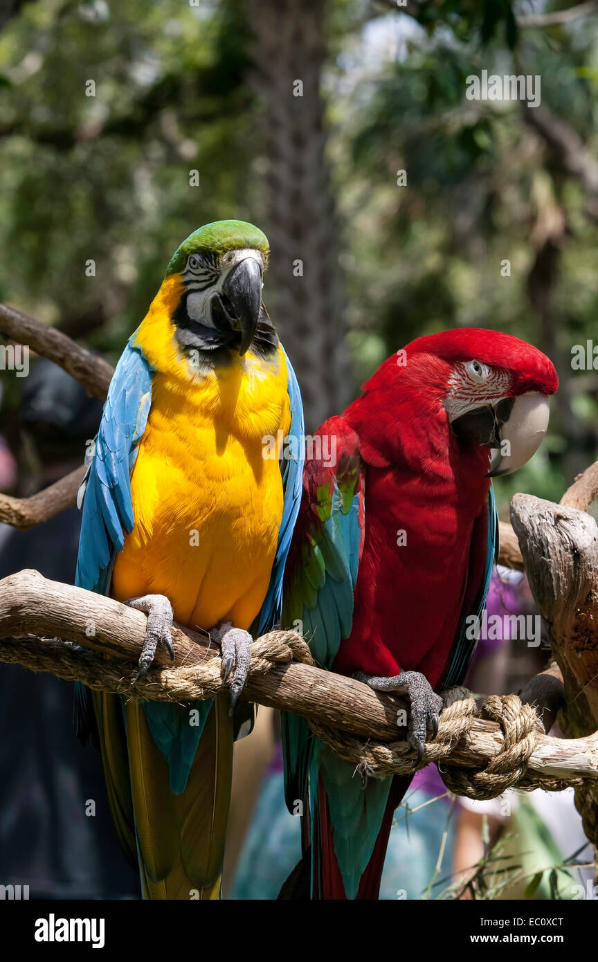 Front view of a pair of captive Macaws, Blue and Gold, and Green Wing, standing side by side on a perch in the Alligator Farm, St. Augustine, Florida. Stock Photo