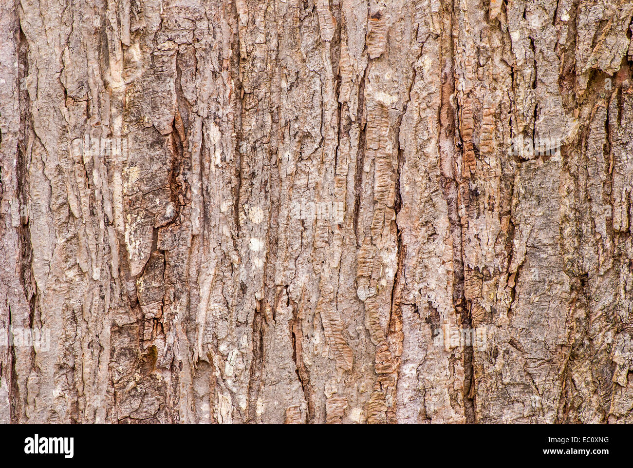 Tree Bark Background for wallpaper or art. Stock Photo