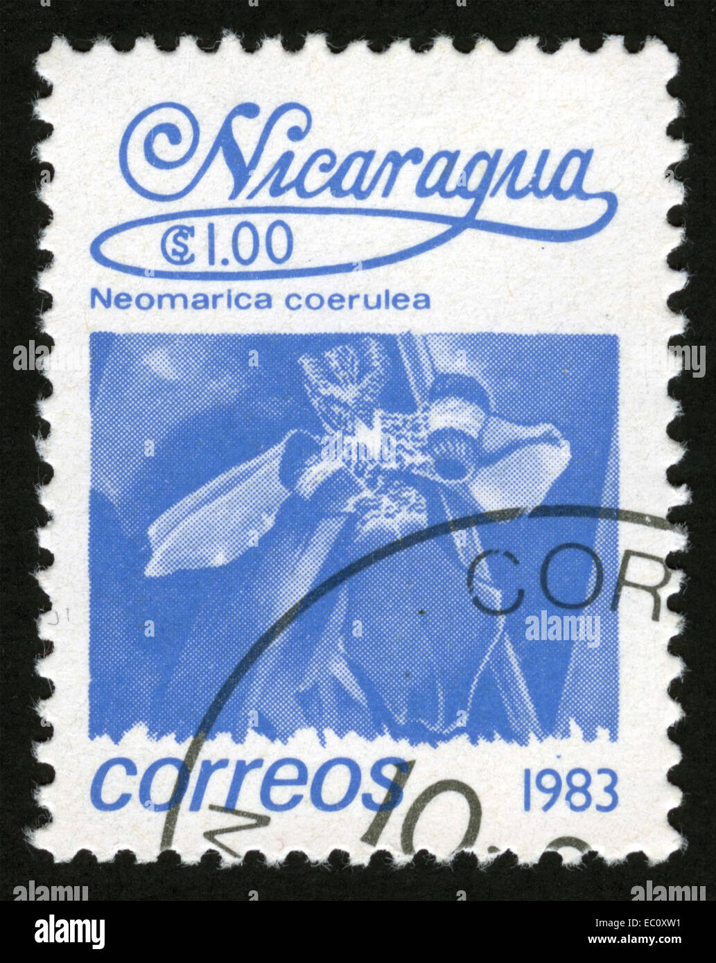 CIRCA : 1983-02-05, Nicaragua, Neomarica coerulea, Bee pollinated flowers, Stock Photo