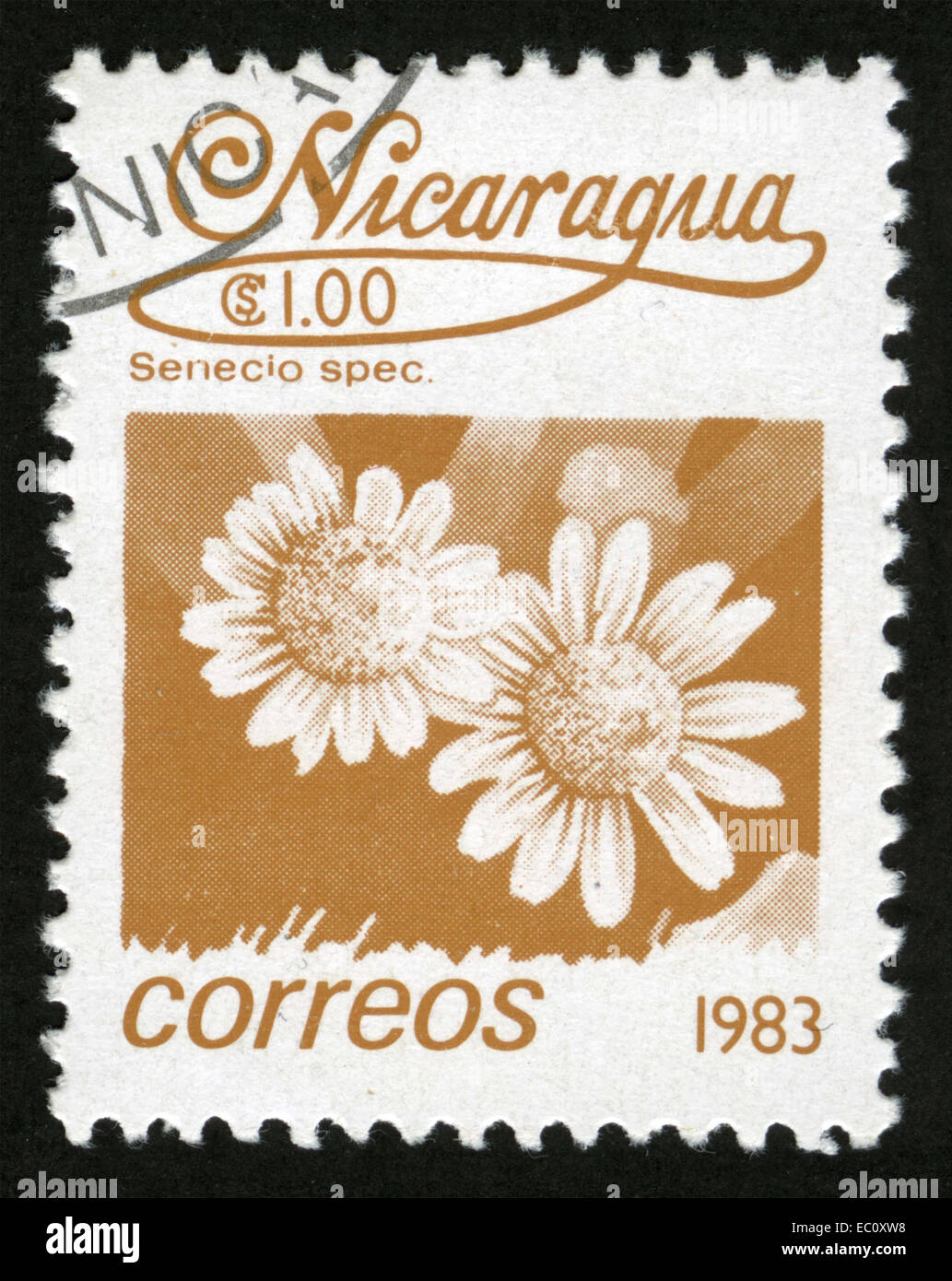 CIRCA : 1983-02-05, Nicaragua, Senecio sp., Bee pollinated flowers, Stock Photo