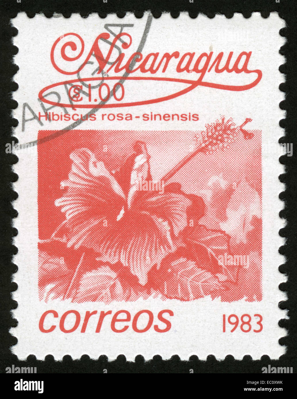 CIRCA : 1983-02-05, Nicaragua, Hibiscus rosasinensis,Bee pollinated flowers, Stock Photo