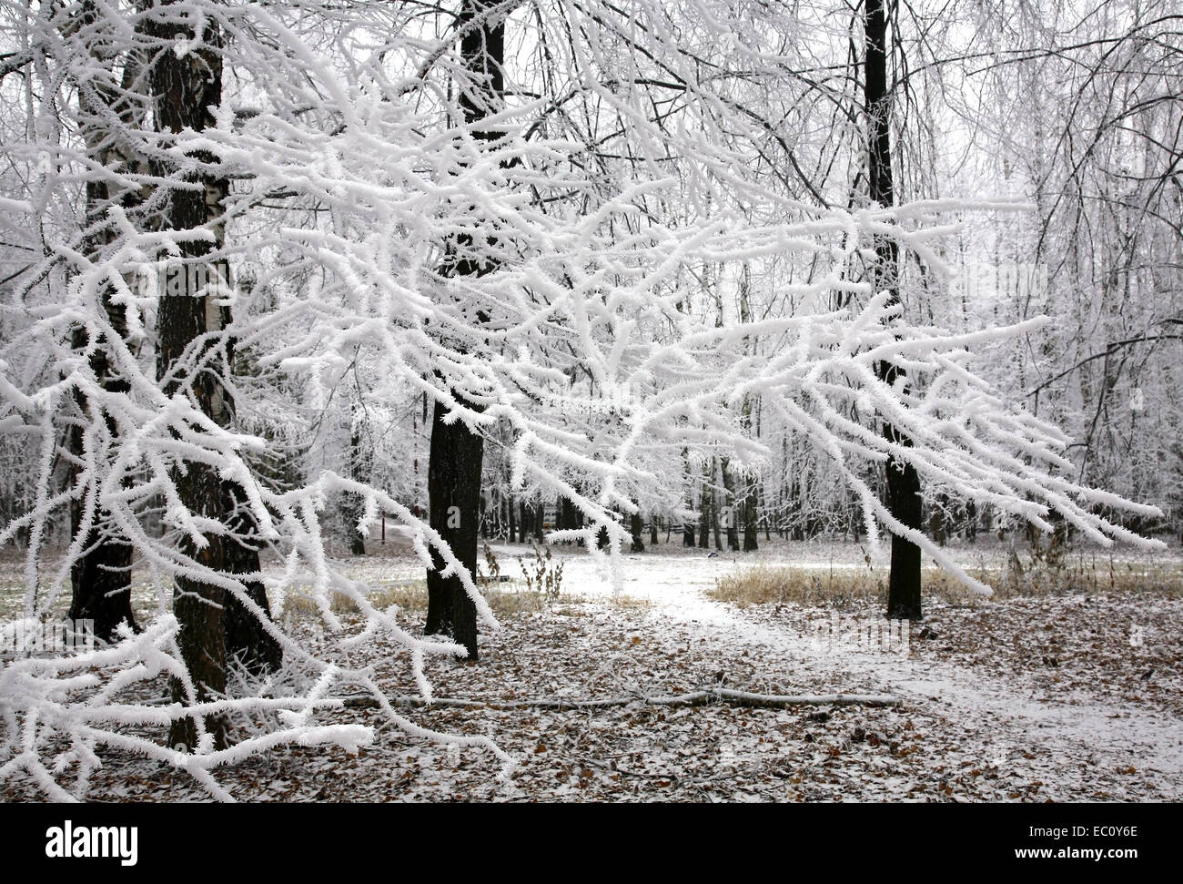 Snow covered dark branches hi-res stock photography and images - Alamy