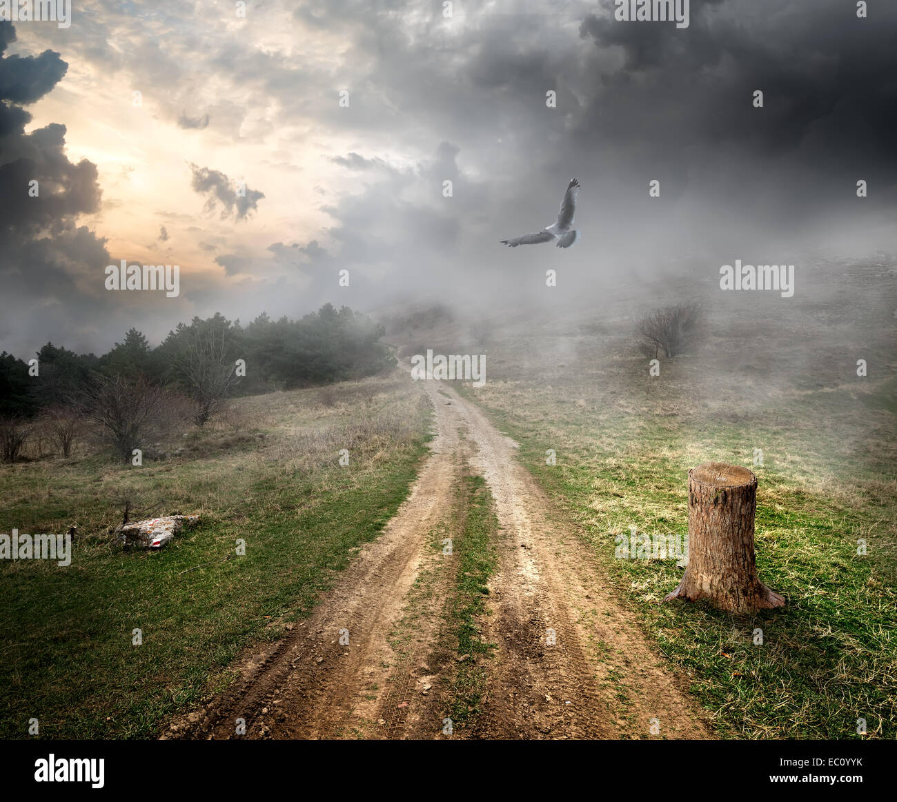 Bird over country road and storm clouds Stock Photo - Alamy