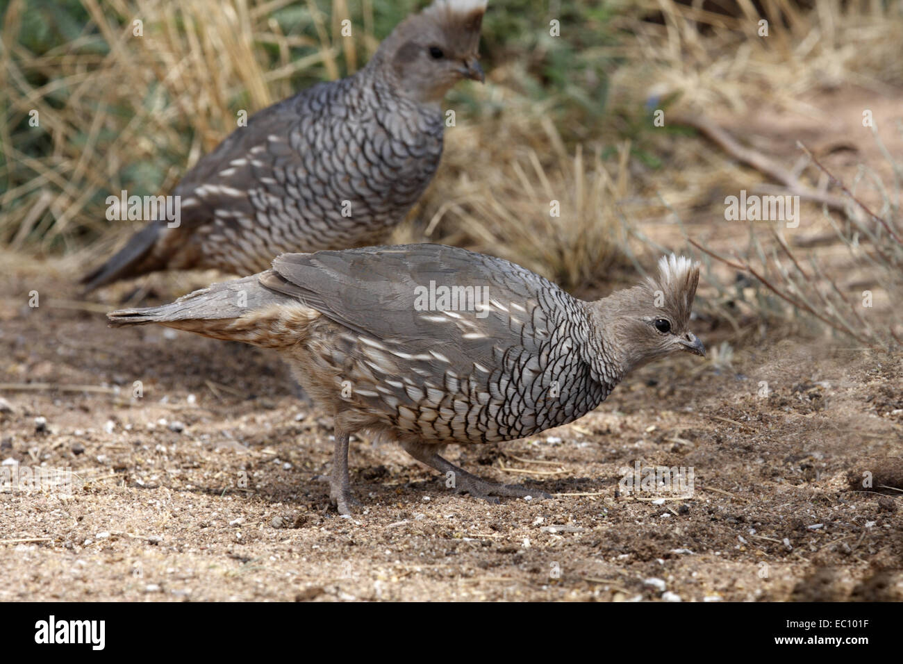 Blue scaled quails (Callipepla squamata), Arizona, USA Stock Photo