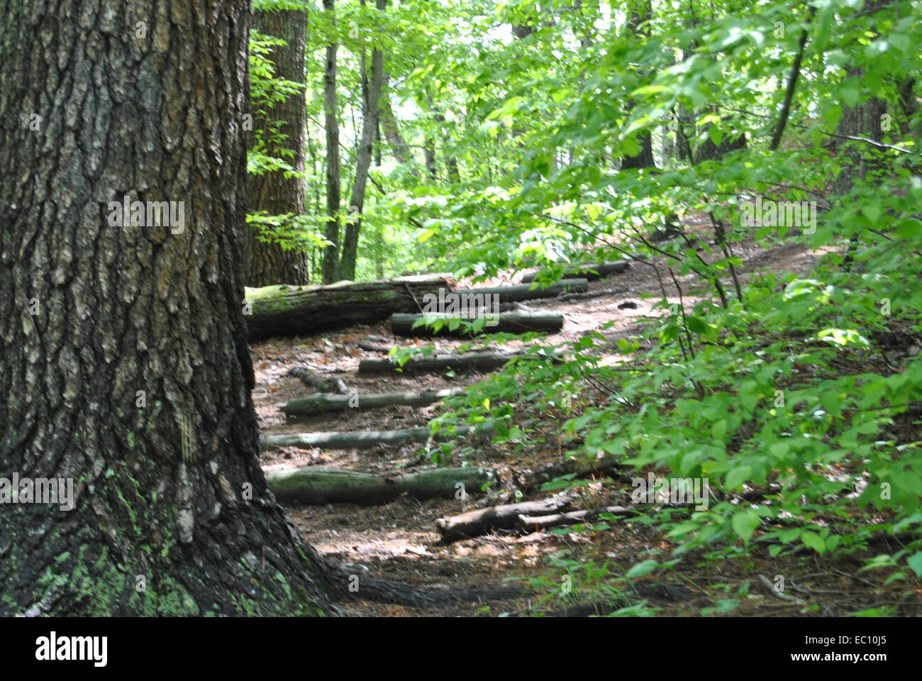 Hiking in nature hi-res stock photography and images - Alamy