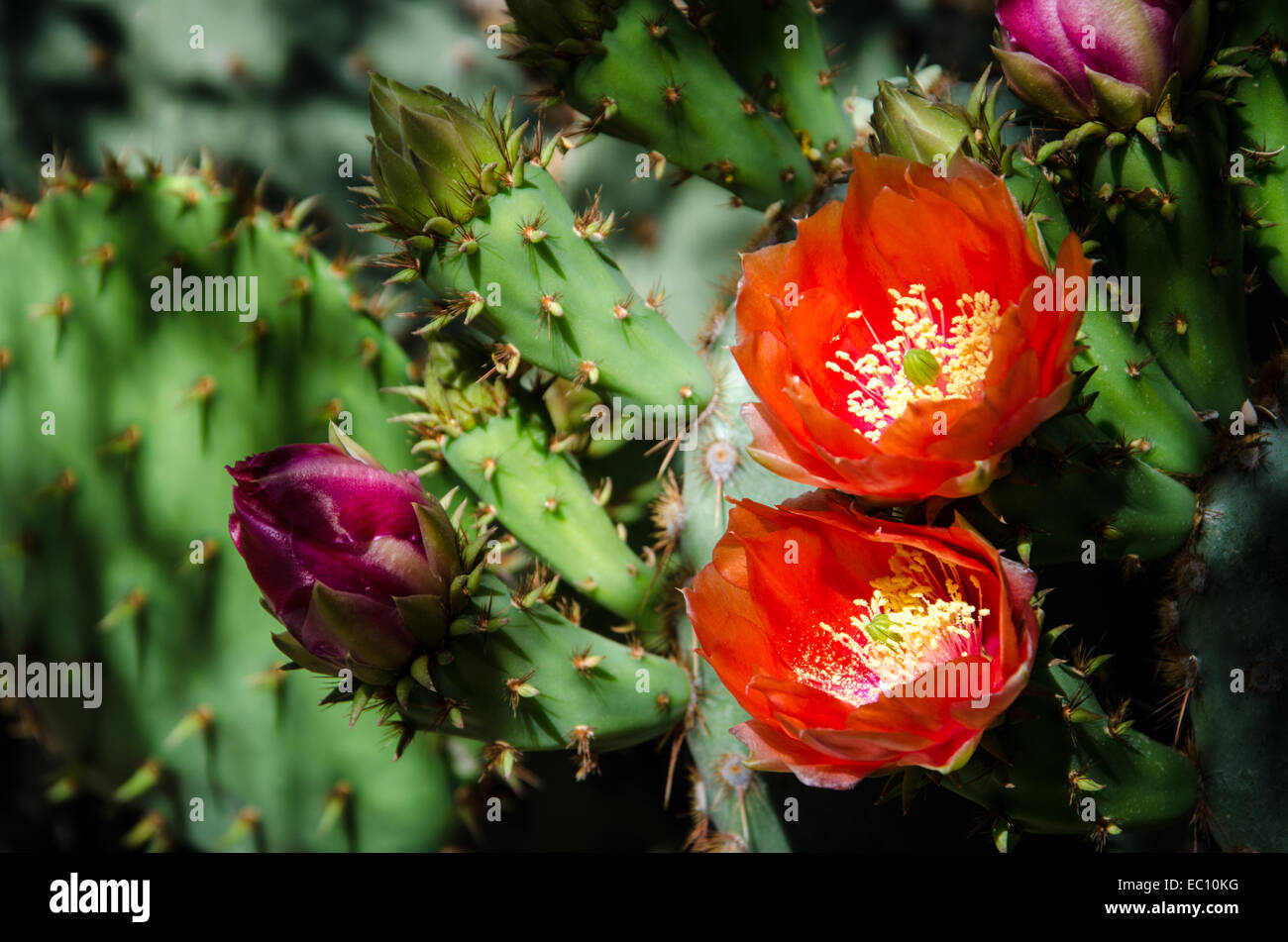 Prickly pear cactus flowers hi-res stock photography and images - Alamy