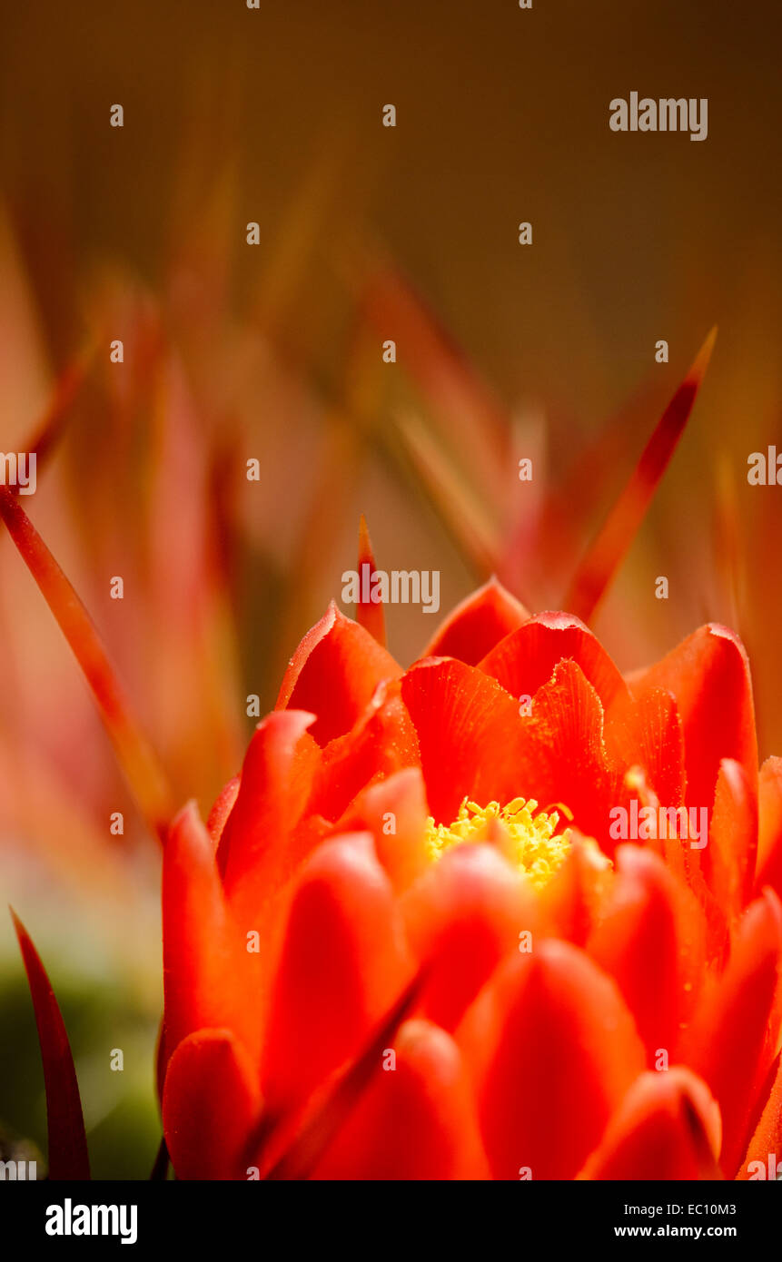Red cactus flower macro Stock Photo