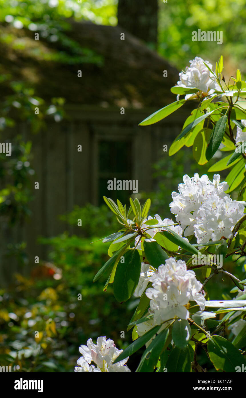White sunlit rhododendron blooms in front of a house in the woods Stock Photo