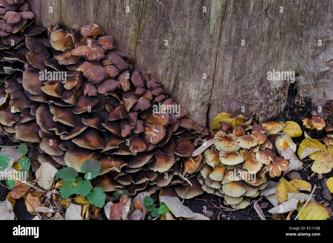 Delicious edible yellow mushrooms chanterelle (Cantharellus ciba-rius) grow near by stump. Stock Photo