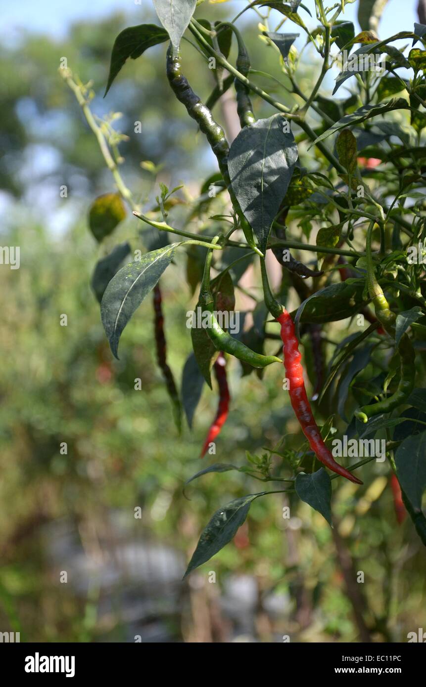 Chilli crops hi-res stock photography and images - Alamy