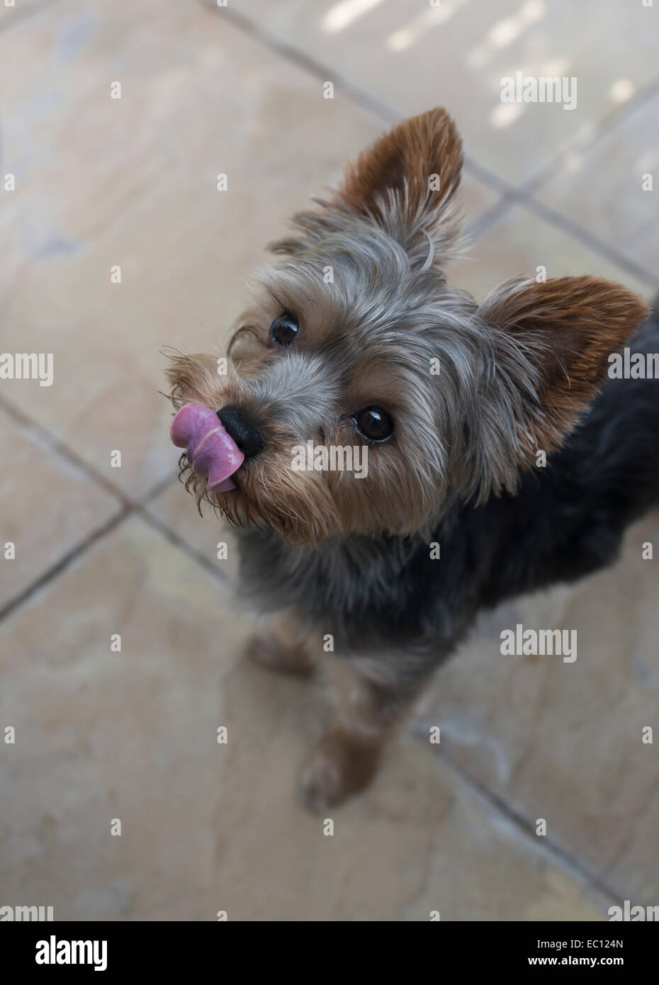 A Yorkshire Terrier licking its lips. Stock Photo