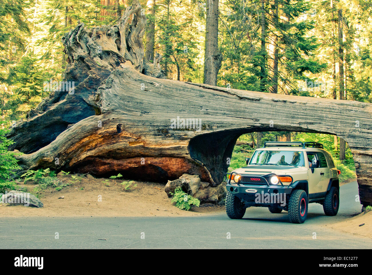 FJ Cruiser driving through this infamous Redwood/ Sequoia tree in the Sequoia and Redwood National Park, California Stock Photo