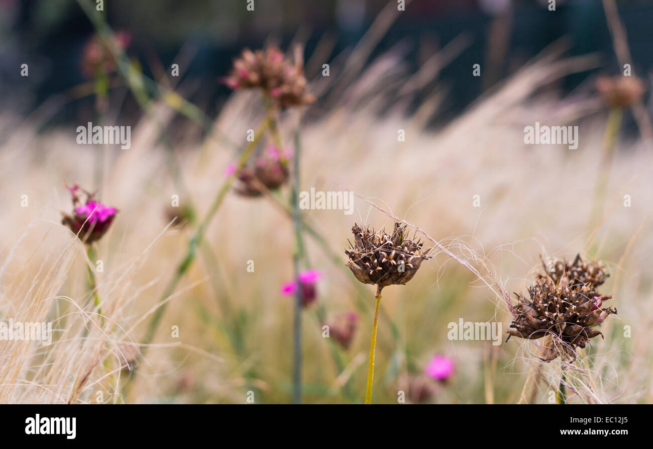 Dry flowers and grass in urban meadow Stock Photo