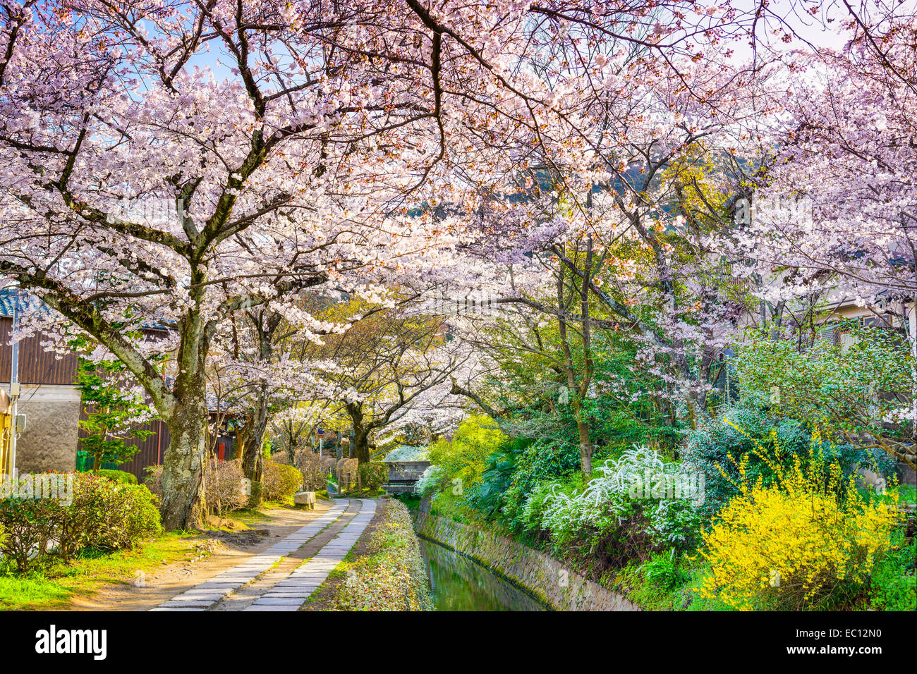 Kyoto, Japan at Philosopher's Way in the Springtime. Stock Photo