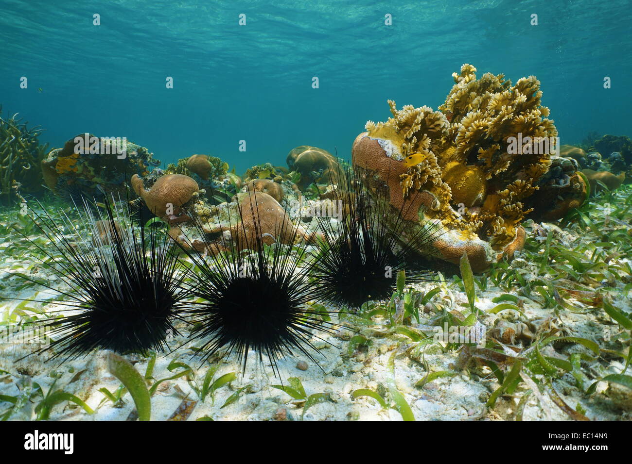 Long spined sea urchins underwater on seabed of the Caribbean sea Stock Photo