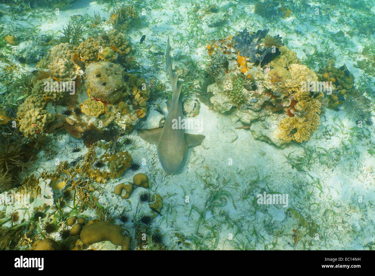 Nurse shark, Ginglymostoma cirratum, resting on seabed of the Caribbean sea Stock Photo