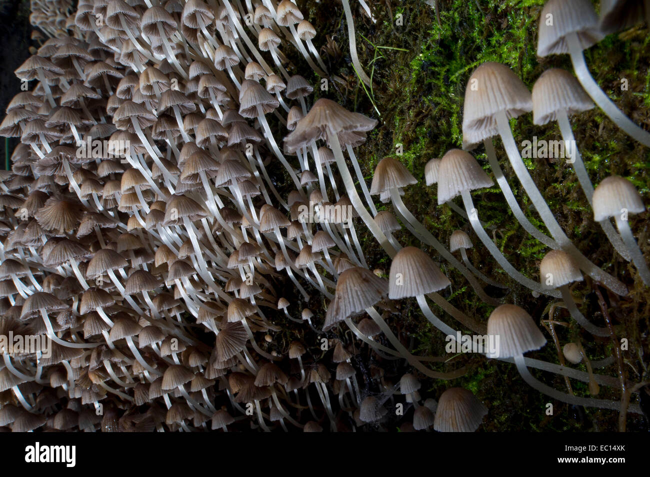 Oregon coast range mushrooms hires stock photography and images Alamy