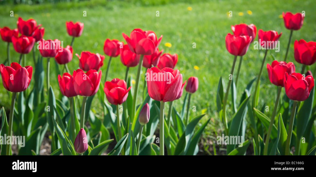 beautiful tulips field in spring time Stock Photo - Alamy