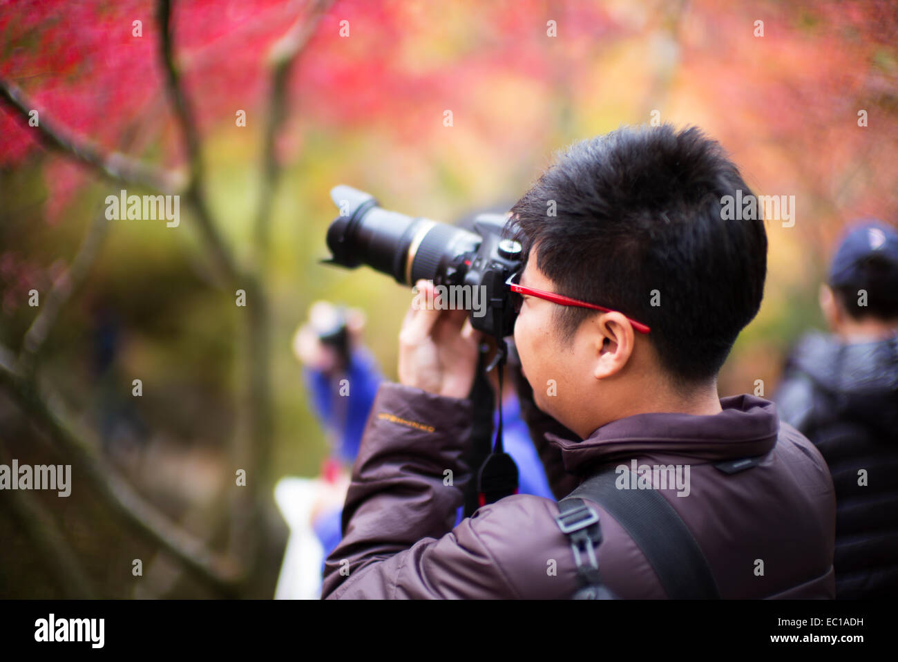 Tourist photographing the autumn leaves in Kyoto, Japan. Stock Photo