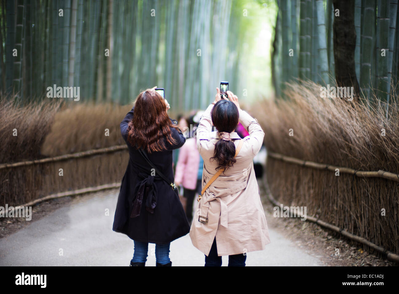 Tourists enjoying the bamboo grove at Arashiyama, close to Kyoto, Japan. Stock Photo