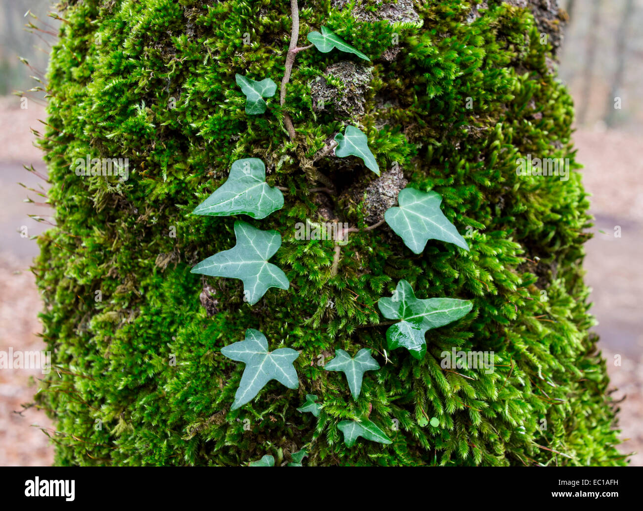 Ceeper Tree Tree creeper plant hi-res stock photography and images - Alamy