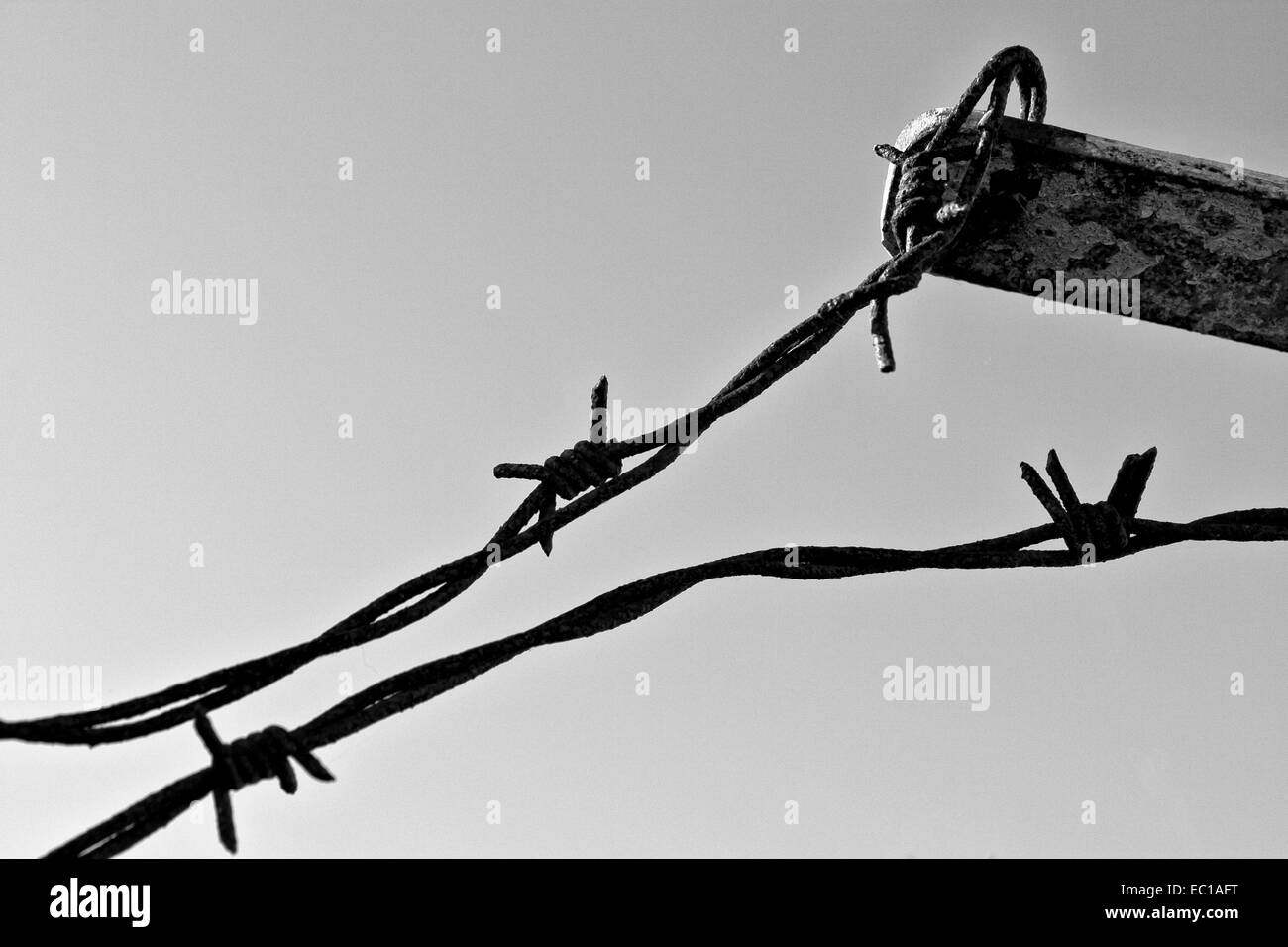Black and white barbed hi-res stock photography and images - Alamy