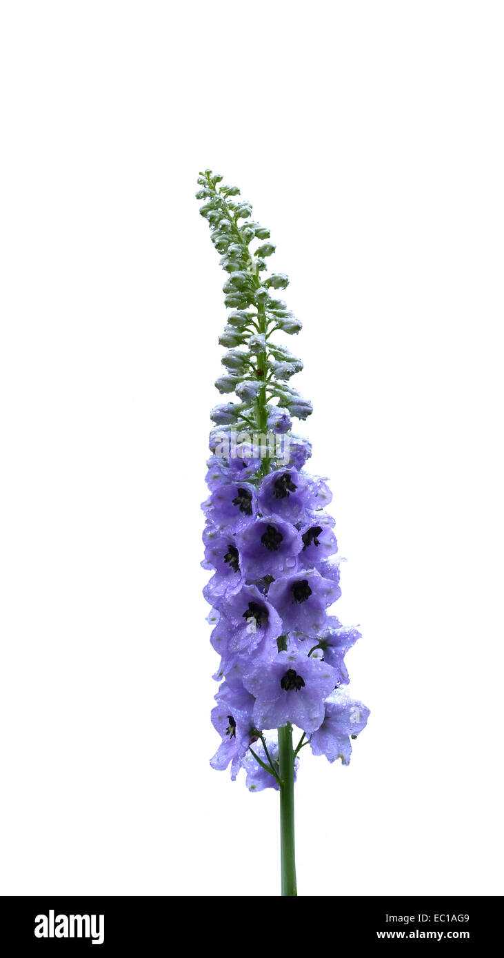 Consolida flower isolated on white background. Stock Photo