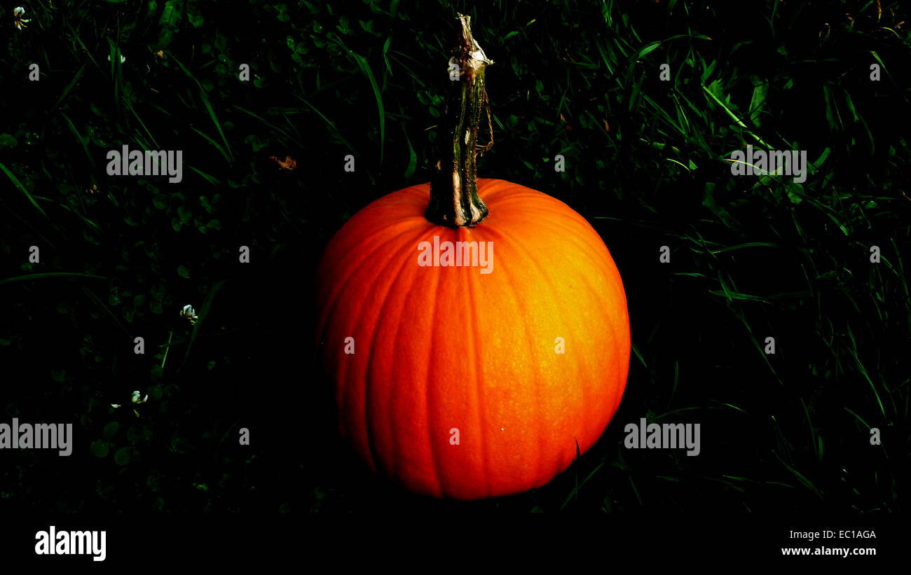 Pumpkin on dark background Stock Photo - Alamy