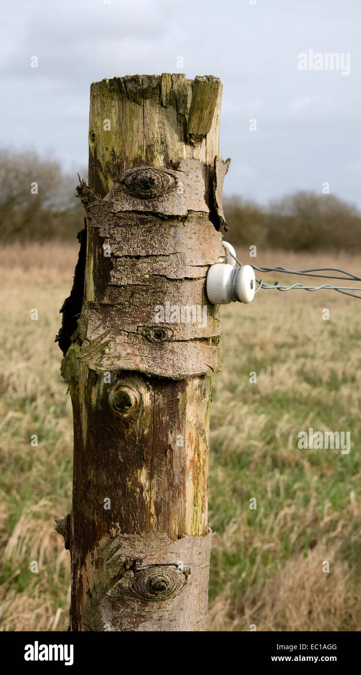 Old fence post with electric insulator and bits of bark Stock Photo