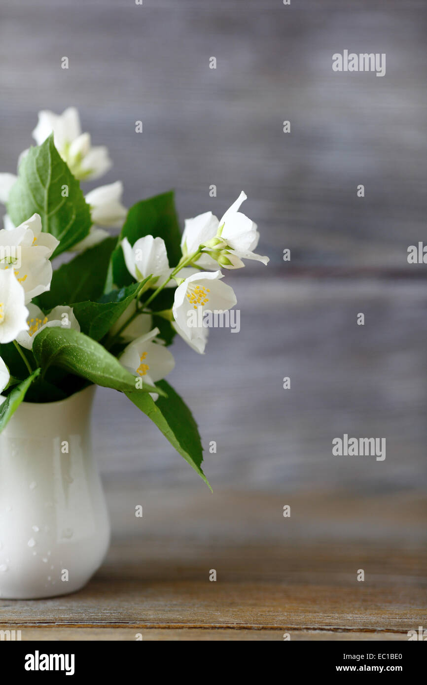 Jasmine in a white vase, fresh flower Stock Photo Alamy