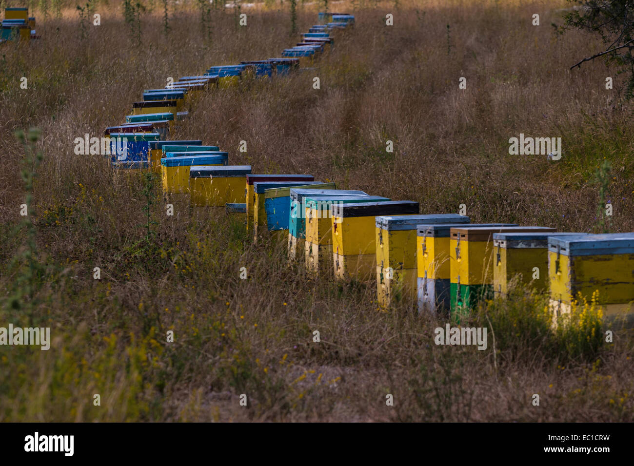 Beehives on mount Menalon. Arcadia, Peloponnese, Greece Stock Photo