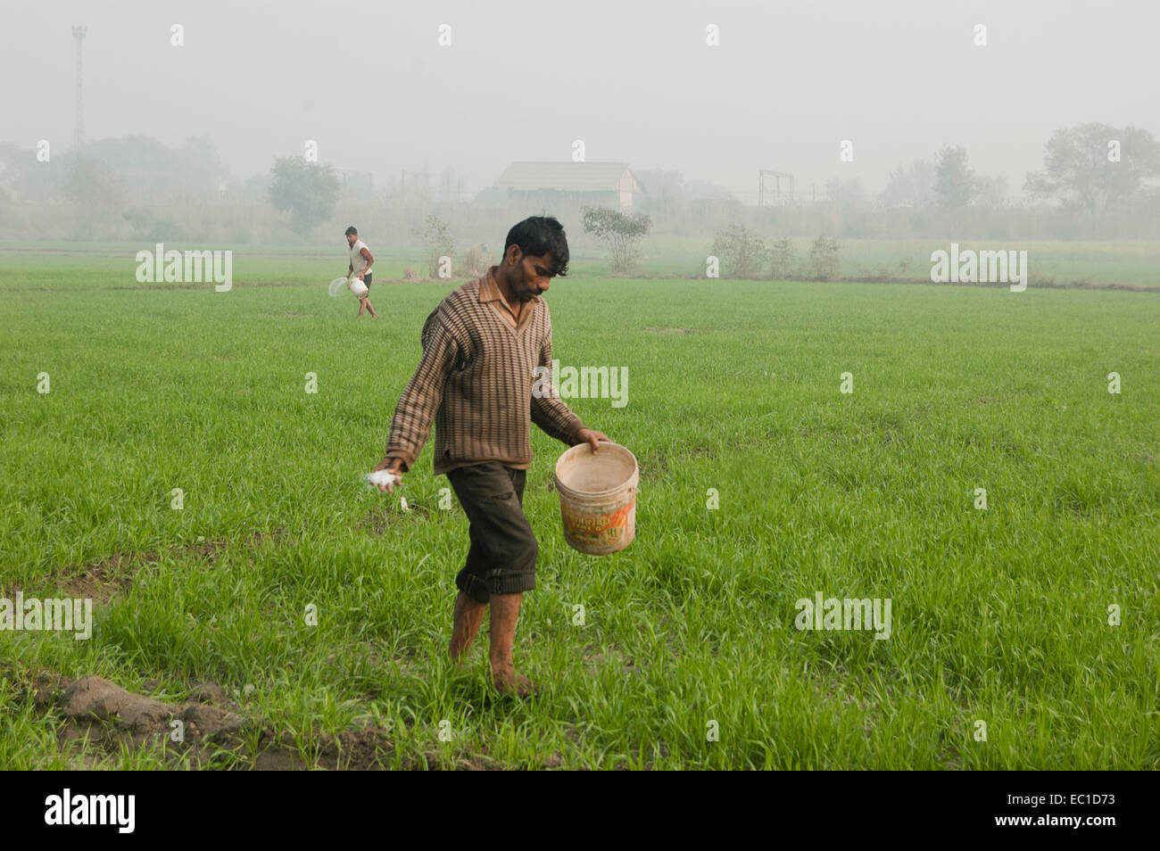 1 Indian Farmer Working in Farm Stock Photo