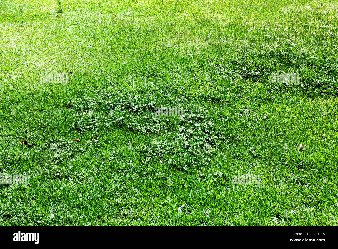 The Green Green Grass of Home Stock Photo Alamy
