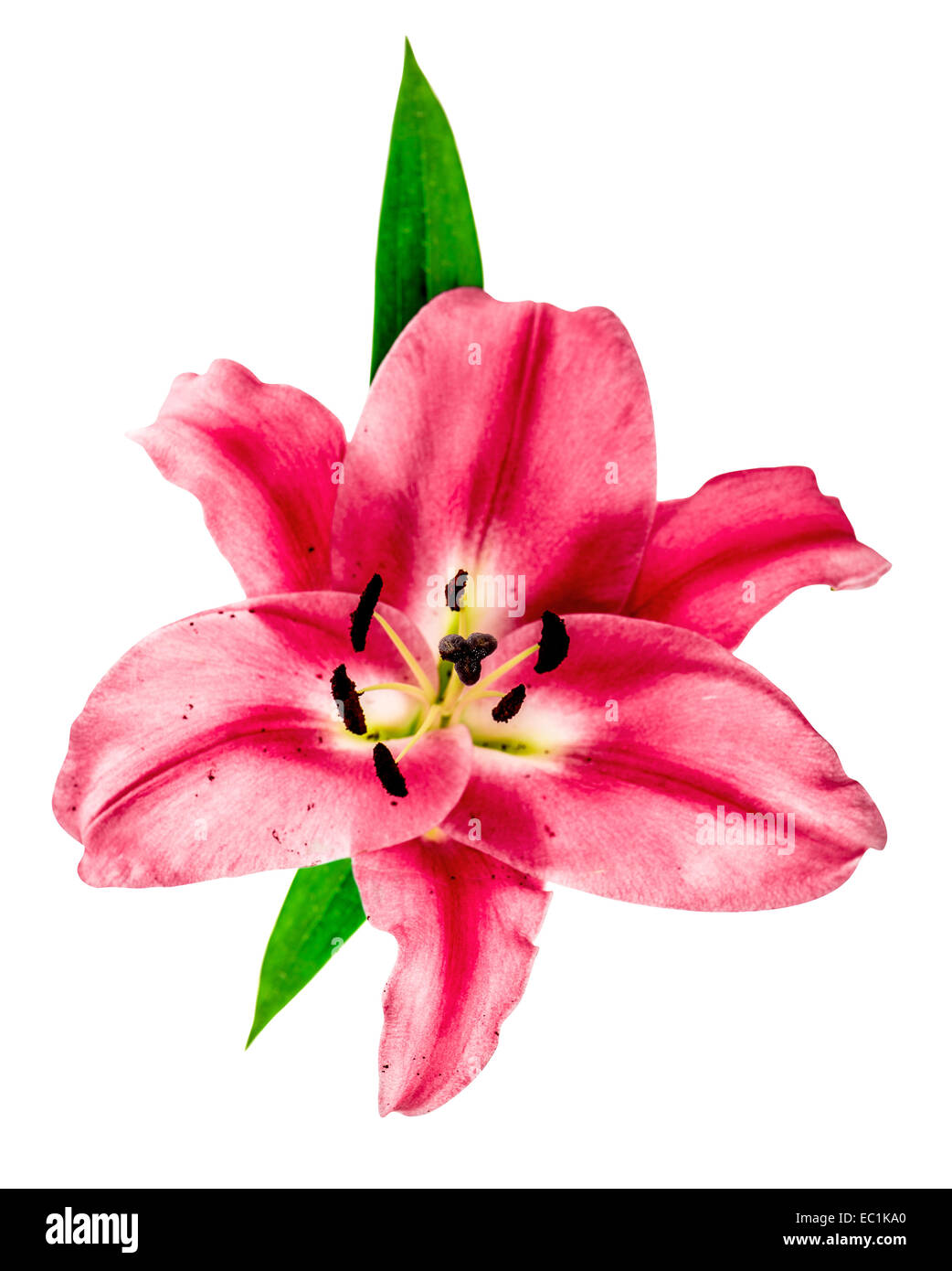 pink lily blossom isolated on white background. fresh flower head Stock Photo