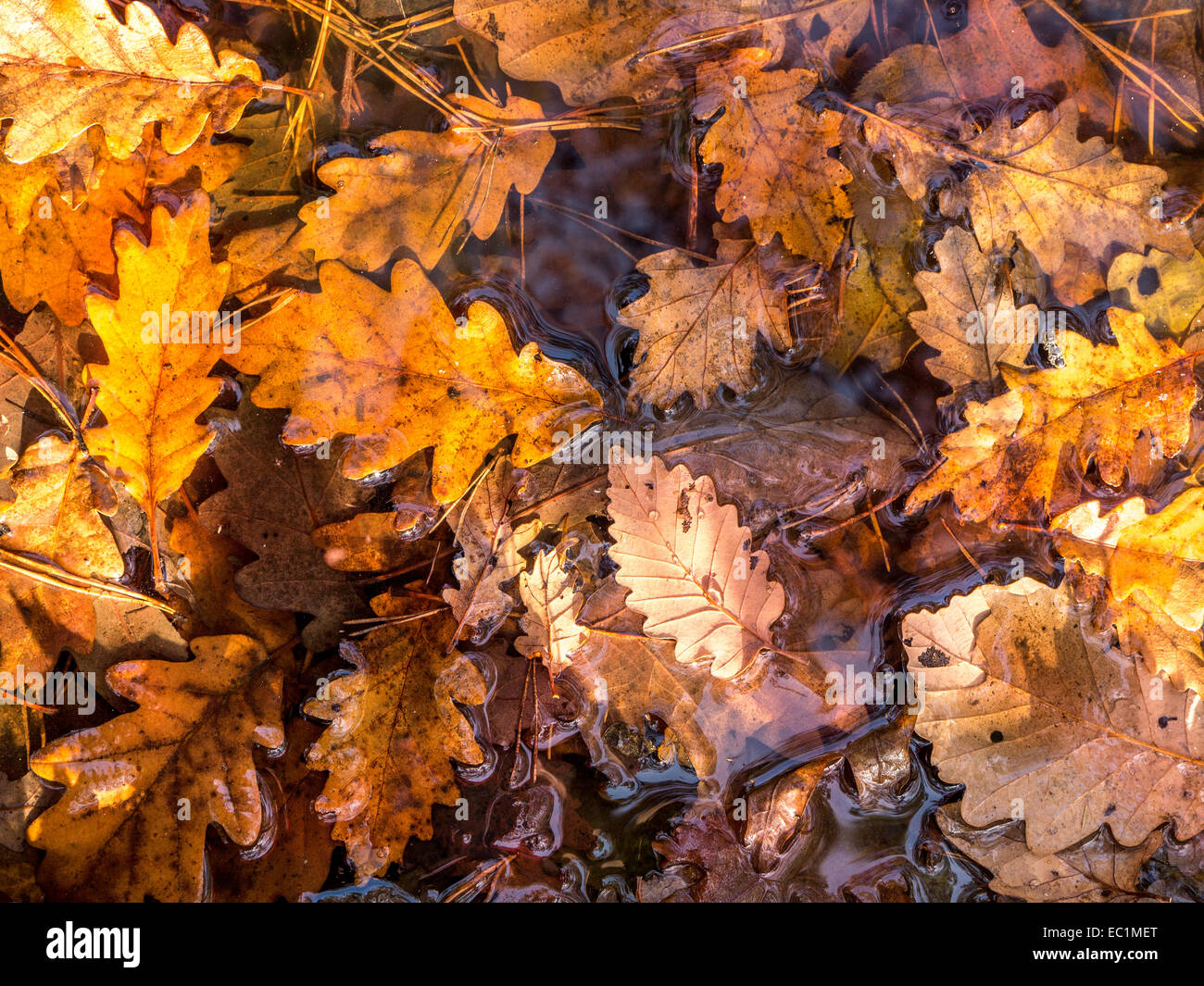 Dead fall leaves shot from above Stock Photo
