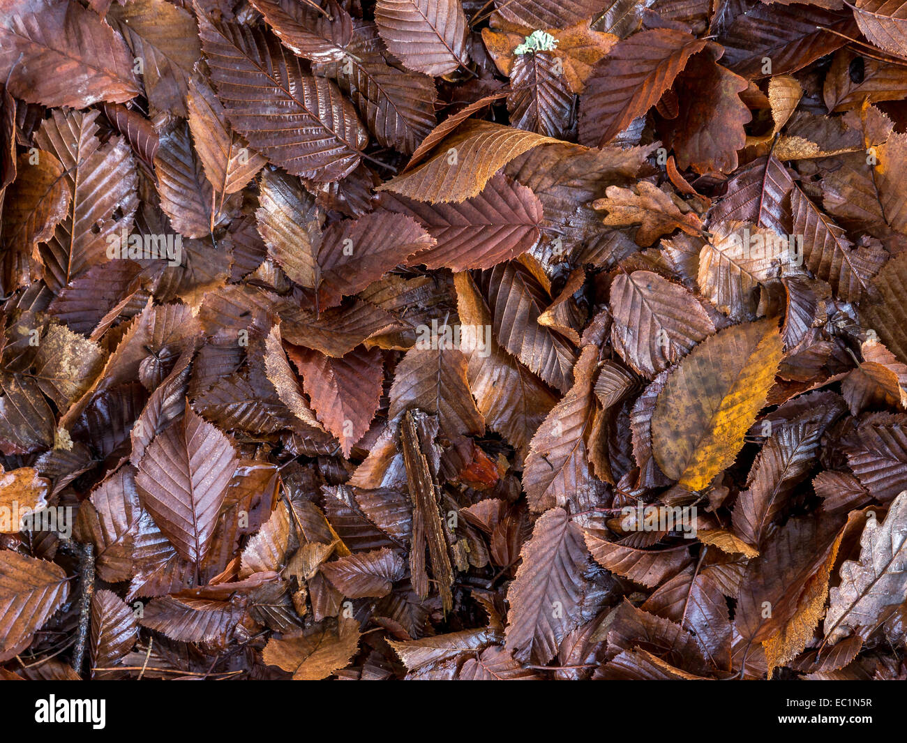 Dead fall leaves shot from above Stock Photo