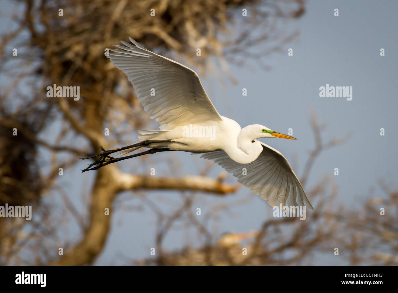 Great Egret in flight. Stock Photo