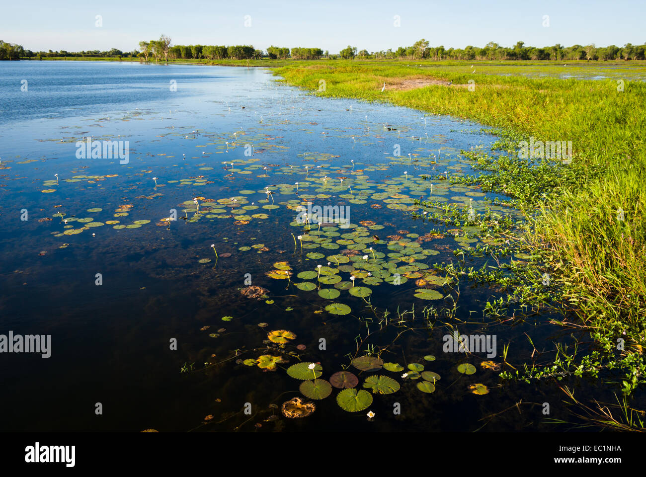 Yellow Water billabong, Kakadu, Australia Stock Photo - Alamy