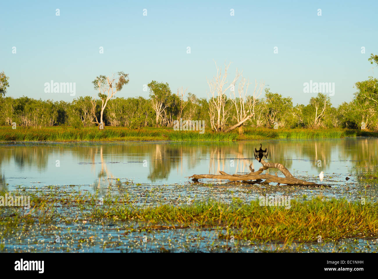 Yellow Water billabong, Kakadu, Australia Stock Photo - Alamy