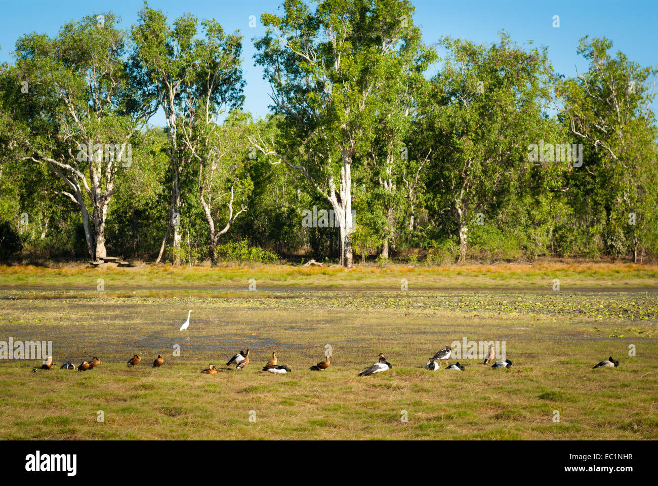 Waterbirds on Anbangbang Billabong, Kakadu, Australia Stock Photo