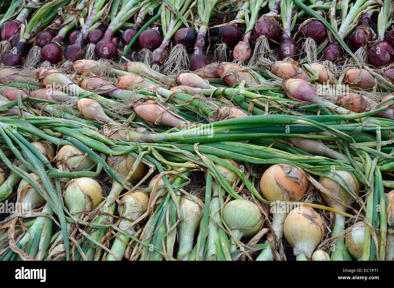 Onions and shallots drying Stock Photo Alamy